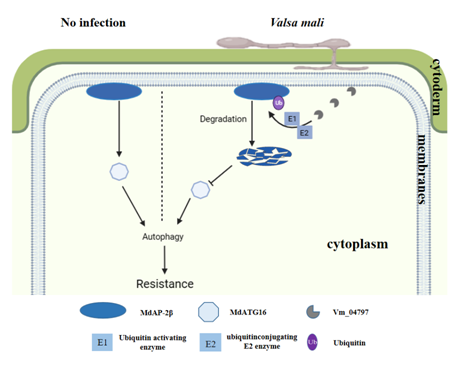 图1 Vm_04797通过降解MdAP-2β促进腐烂病菌侵染的工作模型.png
