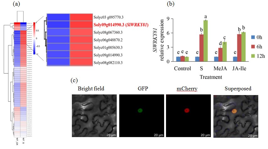 图1  不同处理下番茄SlWRKY81的相对表达量分析和SlWRKY81的亚细胞定位.png