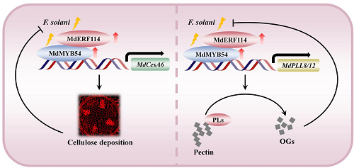 2图2 MdMYB54调节苹果对腐皮镰孢菌抗性的机制.png