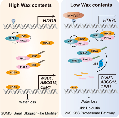 图片2 HDG5的自然变异及其蛋白复合体调控苹果叶片表皮蜡质沉积的分子机制模式图.png